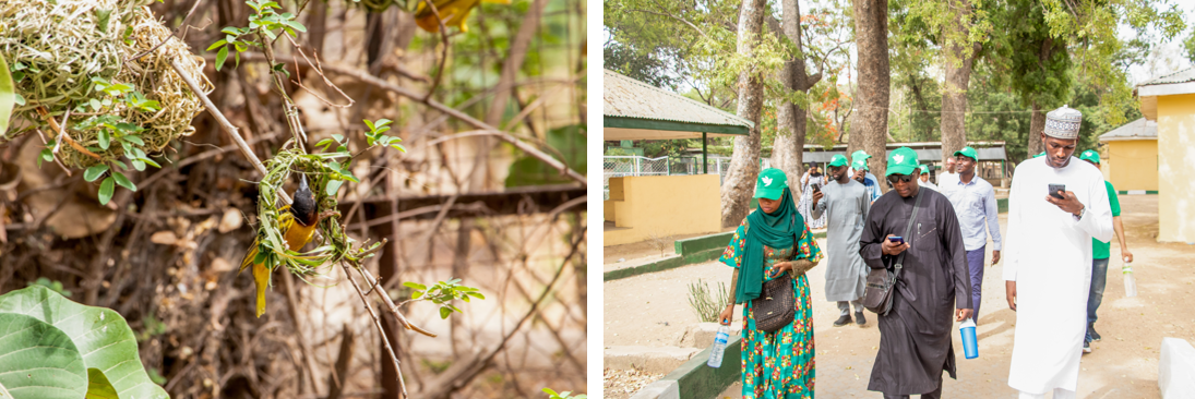 Photo on left shows a bird weaving a nest in between two twigs, photo on the right shows a group of people walking and looking at their phones